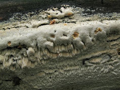 Антродия извилистая (Antrodia sinuosa) фотографии, видео и истории