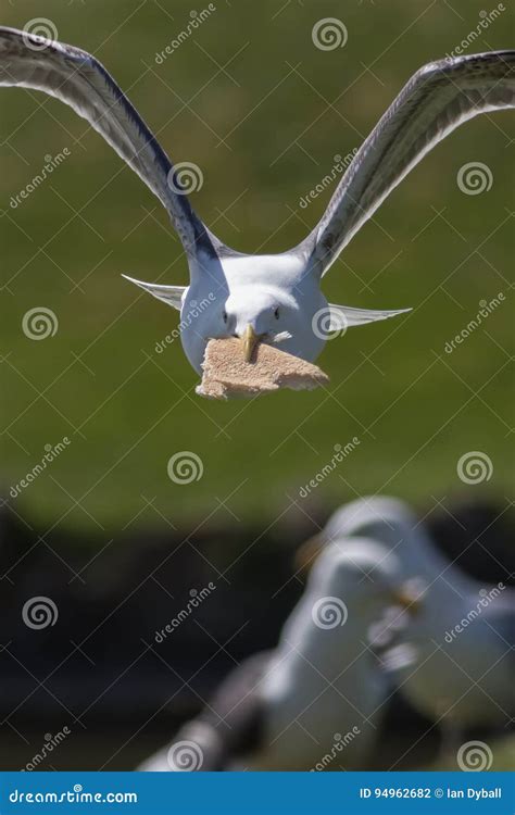 A Seagull Stealing Food On The Sea Beach Royalty-Free Stock Photo | CartoonDealer.com #153913683