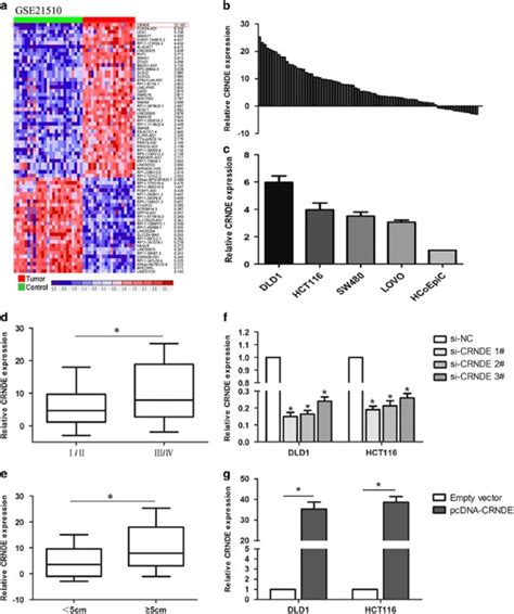 Long Noncoding Rna Crnde Promotes Colorectal Cancer Cell Proliferation