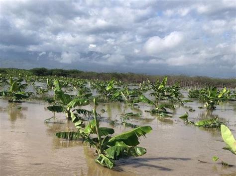 Lluvias Continúan Ocasionando Daños A Plantaciones Agrícolas