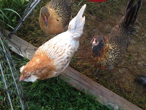 3 Month Old Easter Eggers 2 Pullets And A Rooster