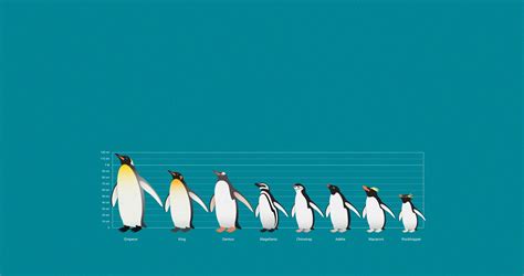 Emperor Penguin Size Comparison