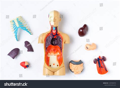 13,812 Plastic anatomy Images, Stock Photos & Vectors | Shutterstock