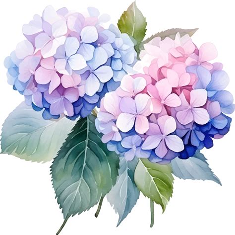 Hydrangeas Flowers Watercolor Ai Generate Png