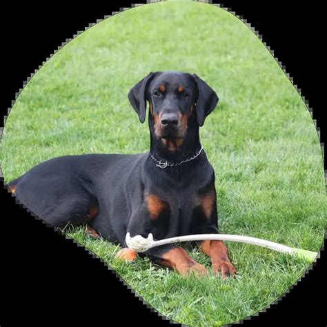 Doberman Facts And Information Mywagntails