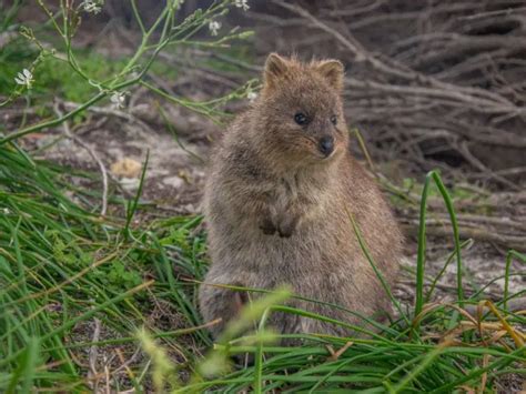 What Do Quokkas Eat: The Interesting Diet and Freaky Facts About Quokkas - DiscoveryNatures