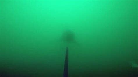 Best Spearfishing Images On Pholder Spearfishing Fishing And Earth Porn