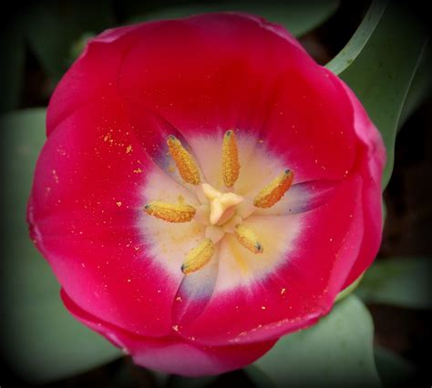 Fotos gratis naturaleza pétalo tulipán rojo rosado flora de