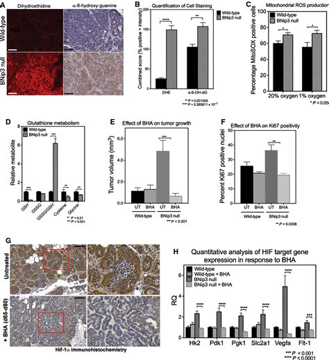 Mitophagy Defects Arising From Bnip Loss Promote Mammary Tumor