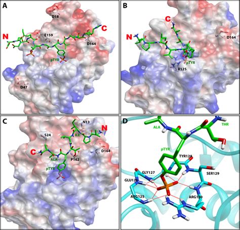 Comparison Of The Canonical And Reverse Binding Modes Of Tyr P