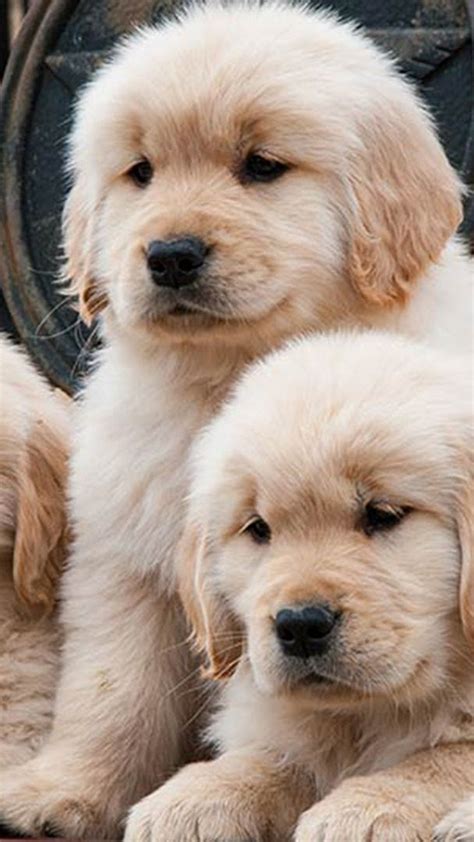 Baby Golden Retrievers Wallpapers - Wallpaper Cave