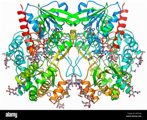 Glucose oxidase structure hi-res stock photography and images - Alamy