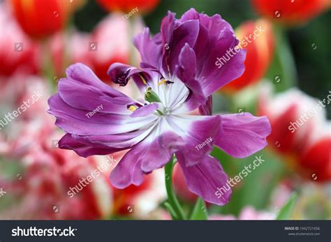 family  liliaceae images stock  vectors shutterstock