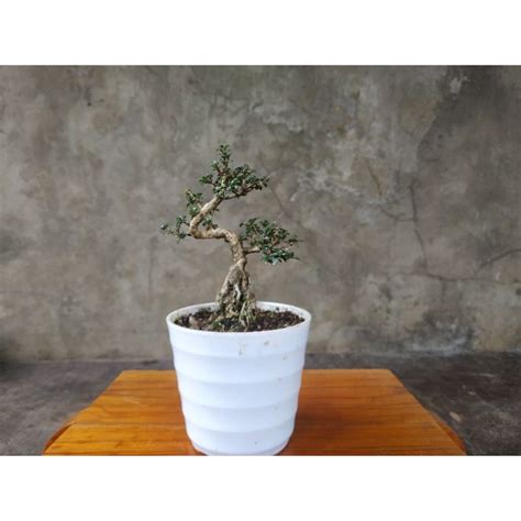 Jual Bonsai Mini Serbin Seribu Bintang Mikro Micro Shopee Indonesia