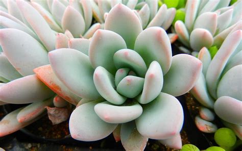 Succulent Wallpapers - Wallpaper Cave