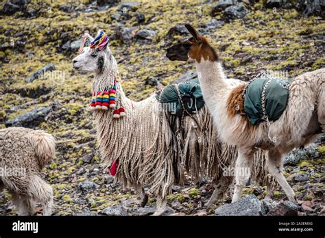 A Pack Of Llamas Carry Cargo Along A Trail In The Cordillera Vilcanota