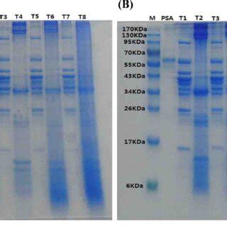 SDS PAGE Profile Of Raw And Broiled Pork Meat Protein After Marinating