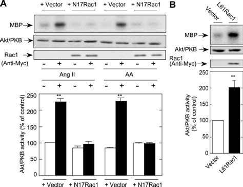 Rac1 Mediates ANG II Induced Akt Protein Kinase B PKB Activation A