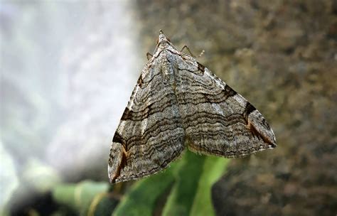 Aplocera Plagiata 5559