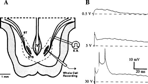 Excitatory postsynaptic potentials (EPSPs) evoked by solitary tract ... 