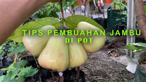 Tabulampot Jambu Madu Deli Tips Pemupukan Perawatan Agar Cepat