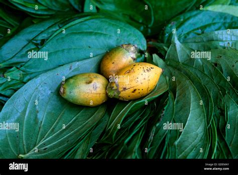 Betel Nuts Hi Res Stock Photography And Images Alamy