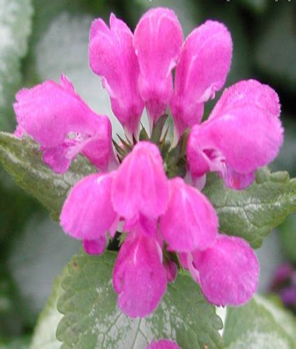 LAMIUM maculatum ‘Purple Dragon’ PP15890 - North Coast Perennials