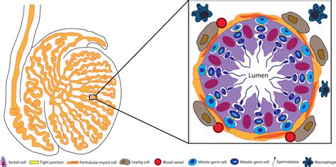 Frontiers Sertoli Cell Immune Regulation A Double Edged Sword