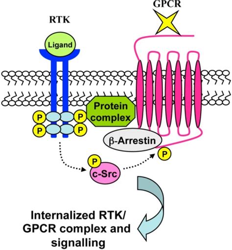 Ligand Independent Rtk Mediated Gpcr Transactivation T Open I