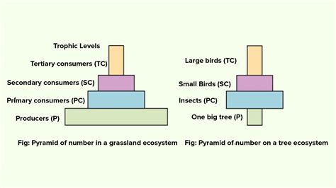 The pyramid of numbers is?