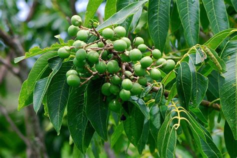 Sapindus Mukorossi 5 Seeds Big Soap Nut Tree Soapberry Etsy