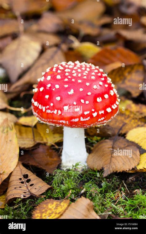 Single Specimen Of Fly Agaric Toadstool Amanita Muscaria Growing In