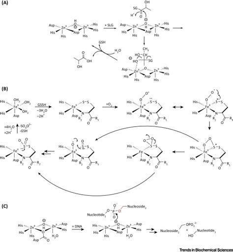 The Chemical Biology of Human Metallo β Lactamase Fold Proteins Trends