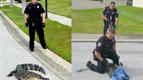 Police officers wrangle gator taking a stroll through Winter Haven ...