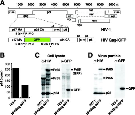 Sequence Of Human Immunodeficiency Virus Type 1 HIV 1 Gag