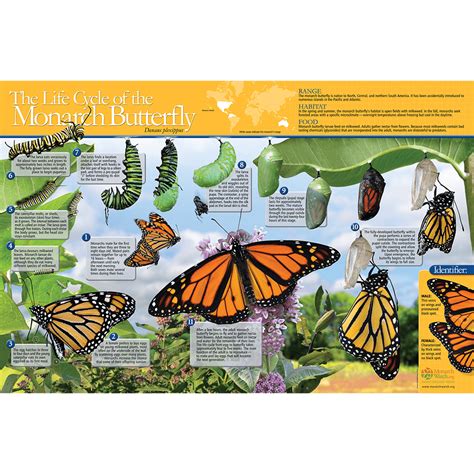 Monarch Butterfly Migration Map For Kids