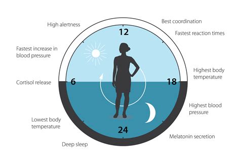 A Novel Link Between Circadian Clocks And Adipose Tissue Energy Hot