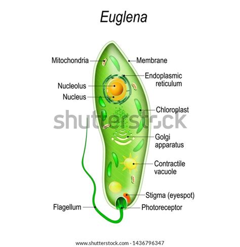 Well Labelled Diagram Of Euglena