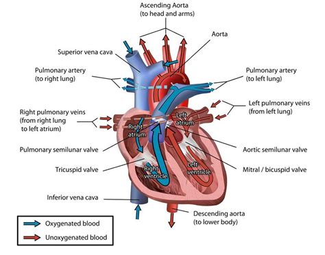 Intro To The Circulatory System Scientist Cindy