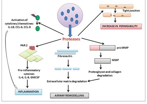 Figure 1 From Role Of Proteases In Pathophysiology Of Allergic Diseases