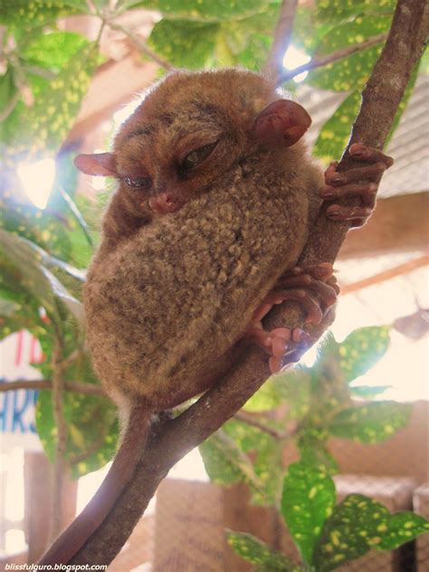 Bohol Tarsier Blissfulguro