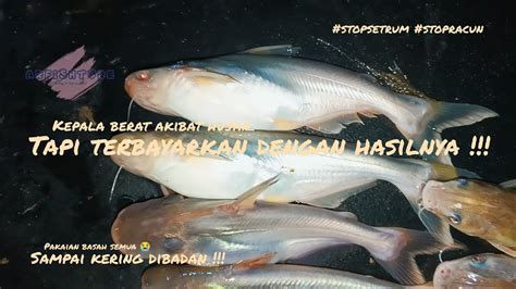 Mancing Sehabis Hujan Ikanya Pada Rakus Sensasi Mancing Malam Hari