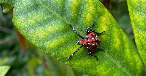 Lesser Known Tree Pests That Put Your Rochester Mn Trees’ Health At Risk Maier Tree And Lawn