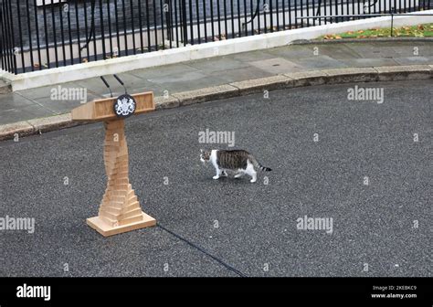 Larry The Cat at 10 Downing Street Stock Photo - Alamy