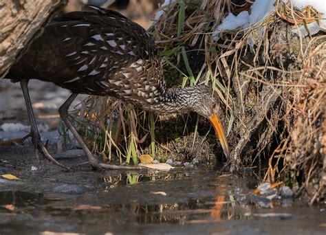 Ohio Rare Bird Sighting Limpkin On Ice Fm Forums