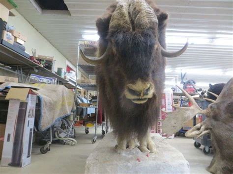 Musk Ox Full Size Mount On Wheels Lambrecht Auction Inc