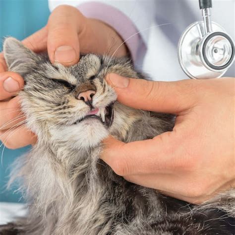 ペットの脱水症状に注意！犬・猫に必要な1日の飲水量