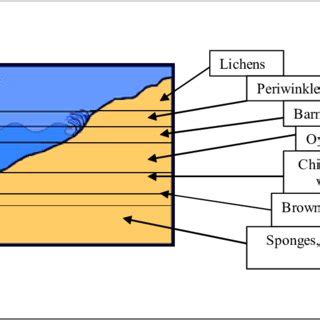 Diagram illustrating the different tidal zones in the marine ...