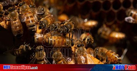 Hoy Tamaulipas Dia Mundial De La Abeja Nuestras Aliadas Para La