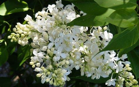 Best Fragrant Flowering Shrubs - Midwest Gardening